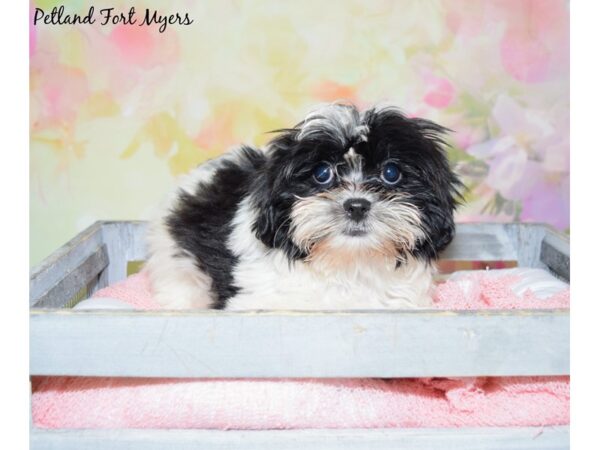 Maltese/Shih Tzu-DOG-Female-White & Black-20458-Petland Fort Myers, Florida