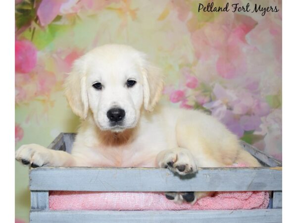 Golden Retriever DOG Female English Cream 20456 Petland Fort Myers, Florida