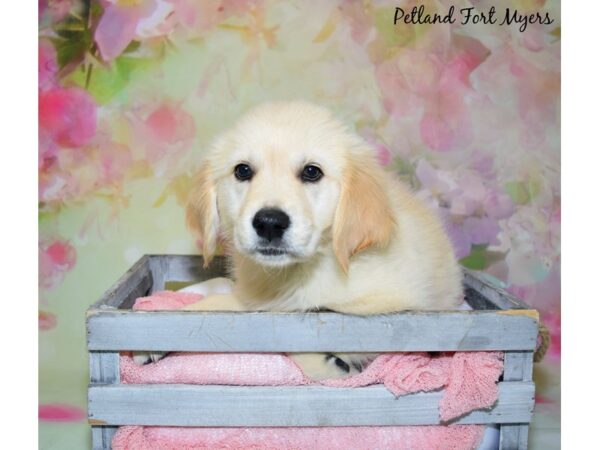 Golden Retriever DOG Male Light Golden 20448 Petland Fort Myers, Florida