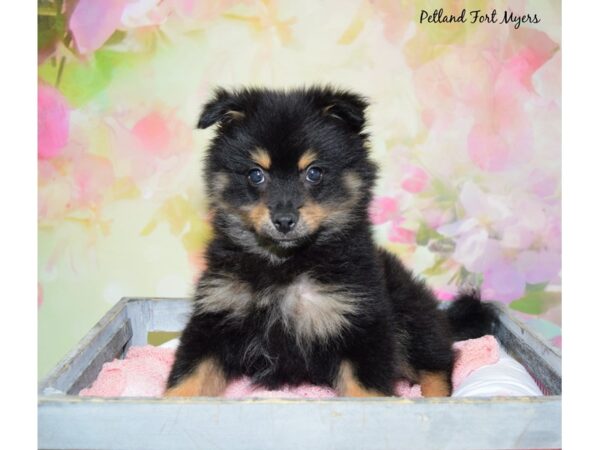 Pomeranian DOG Male Black & Tan 20454 Petland Fort Myers, Florida