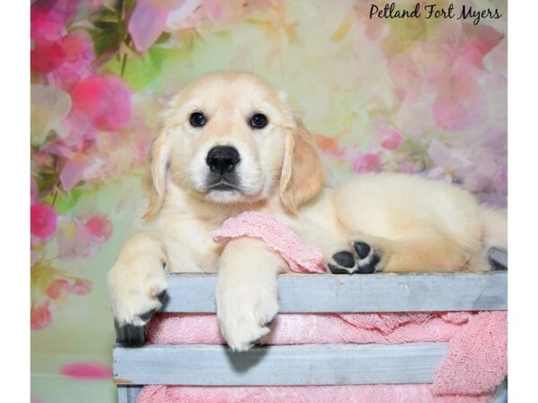 Golden Retriever DOG Female Light Golden 20449 Petland Fort Myers, Florida