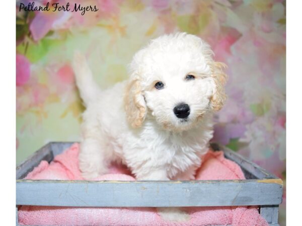 Miniature Goldendoodle DOG Male Cream 20450 Petland Fort Myers, Florida