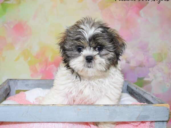 Shih Tzu DOG Female Brown White 20472 Petland Fort Myers, Florida