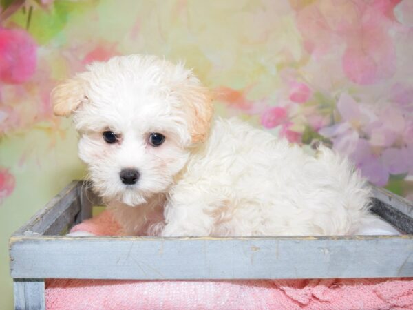 Shih Tzu/Bichon Frise-DOG-Female-Brown White-20470-Petland Fort Myers, Florida