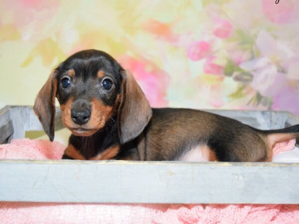 Dachshund DOG Male Red Sable 20465 Petland Fort Myers, Florida