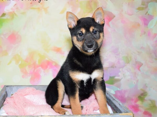 Shiba Inu DOG Female Black & Tan 20464 Petland Fort Myers, Florida