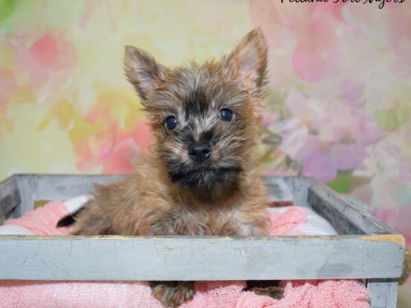 Cairn Terrier DOG Male Wheaten 20463 Petland Fort Myers, Florida