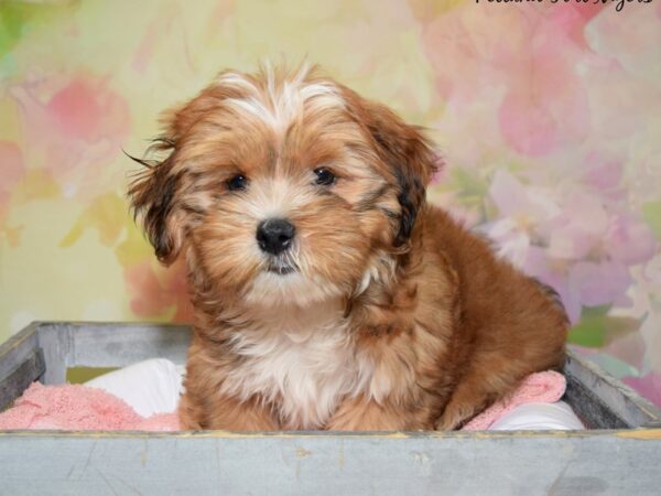 Maltese/Shih Tzu DOG Male Red/ White Merle 20462 Petland Fort Myers, Florida