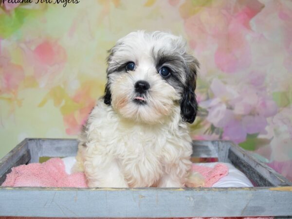 Shih Tzu/Bichon DOG Male White/Gold/Parti 20461 Petland Fort Myers, Florida