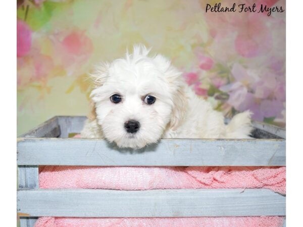 Shih Tzu/Bichon DOG Male Brown White 20469 Petland Fort Myers, Florida