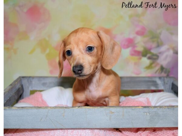 Dachshund DOG Female Red 20468 Petland Fort Myers, Florida