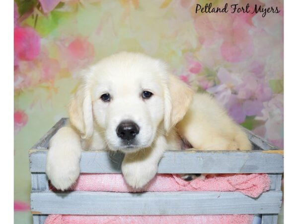 Golden Retriever DOG Male English Cream 20455 Petland Fort Myers, Florida