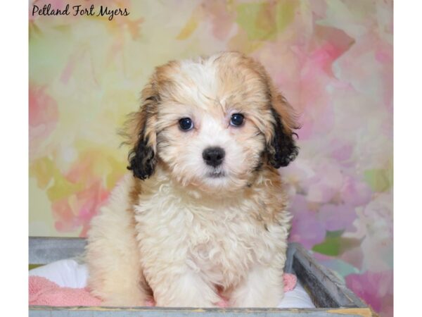 Shih Tzu/Bichon DOG Male White/Gold/Parti 20460 Petland Fort Myers, Florida