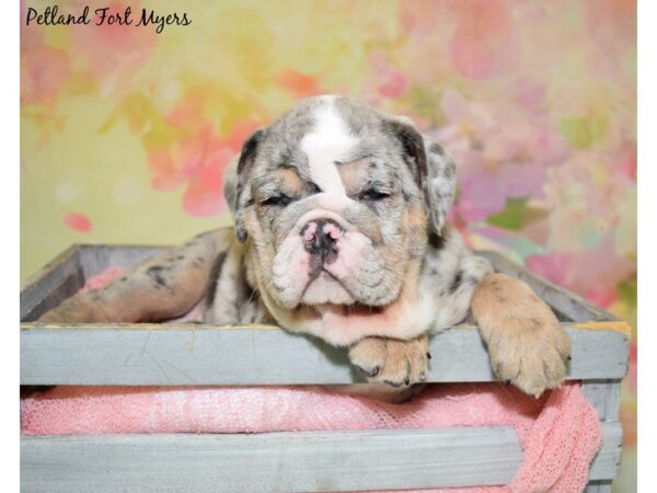 English Bulldog DOG Female Blue Merle 20481 Petland Fort Myers, Florida