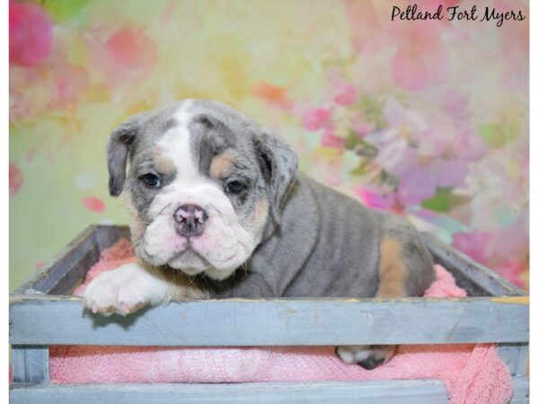 English Bulldog DOG Female Blue Merle 20480 Petland Fort Myers, Florida