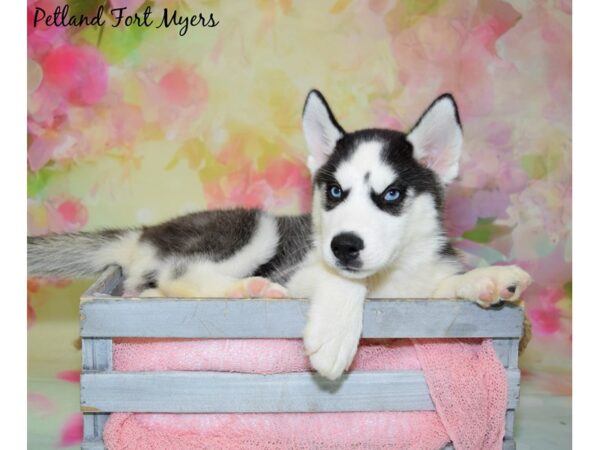 Siberian Husky DOG Male Black & White 20479 Petland Fort Myers, Florida