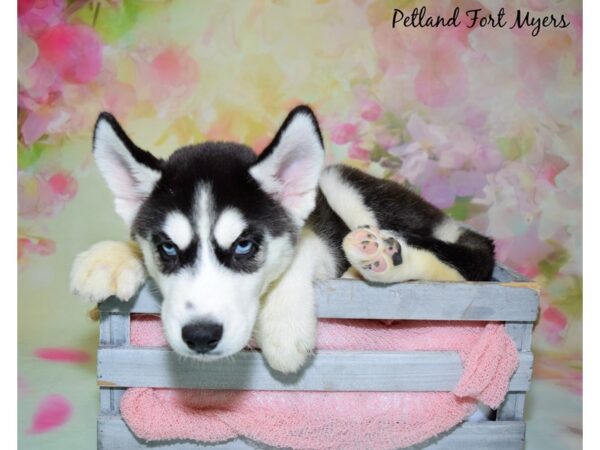 Siberian Husky DOG Male Black & White 20478 Petland Fort Myers, Florida