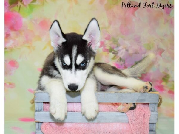 Siberian Husky DOG Male Black & White 20477 Petland Fort Myers, Florida