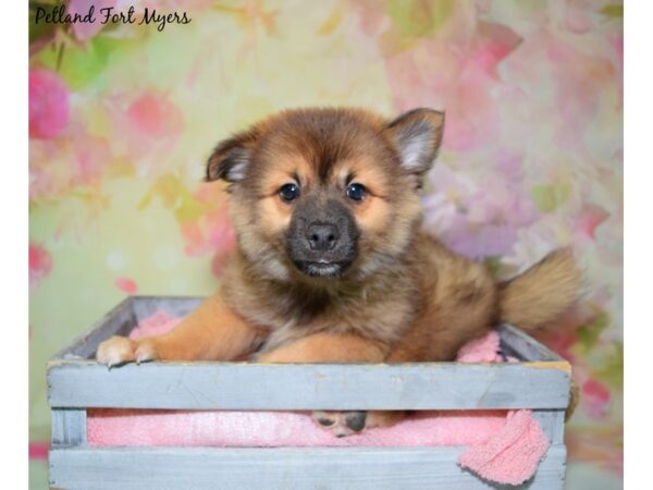 Pomeranian/Siberian Husky-DOG-Male-Black & Brindle-20476-Petland Fort Myers, Florida