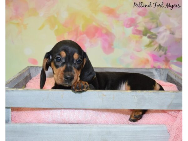 Dachshund DOG Female Black & Tan 20475 Petland Fort Myers, Florida