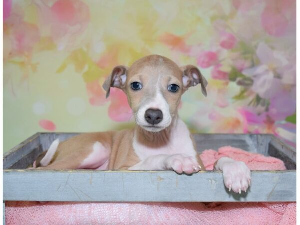 Italian Greyhound DOG Male Blue Fawn 20474 Petland Fort Myers, Florida