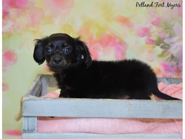 Chihuahua/Dachshund DOG Female Black 20459 Petland Fort Myers, Florida