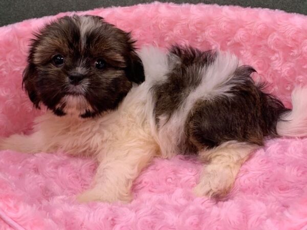 Shih Tzu DOG Female Red Brindle & White 20491 Petland Fort Myers, Florida