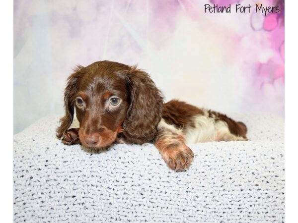 Dachshund DOG Male Piebald 20497 Petland Fort Myers, Florida