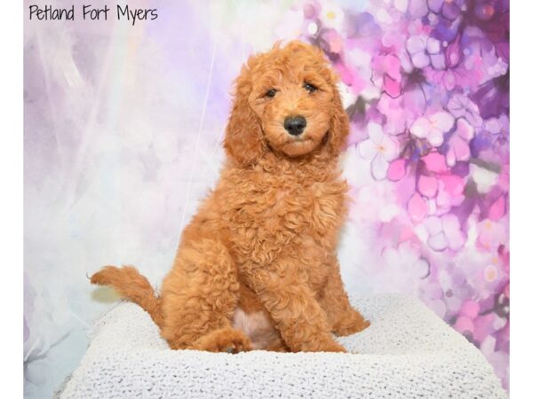 Goldendoodle 2nd Generation DOG Female Red 20496 Petland Fort Myers, Florida