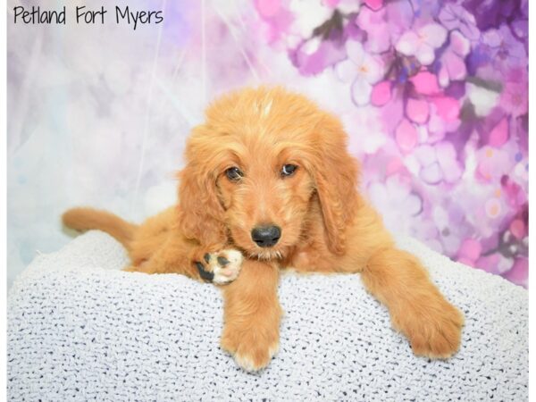 Golden Retriever/Goldendoodle-DOG-Female-Red-20494-Petland Fort Myers, Florida