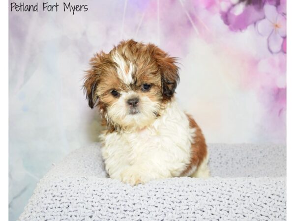 Shih Tzu DOG Female Red Brindle & White 20492 Petland Fort Myers, Florida