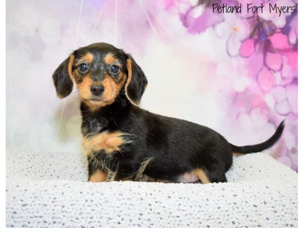 Yorkshire Terrier/Dachshund DOG Female Black & Tan 20490 Petland Fort Myers, Florida