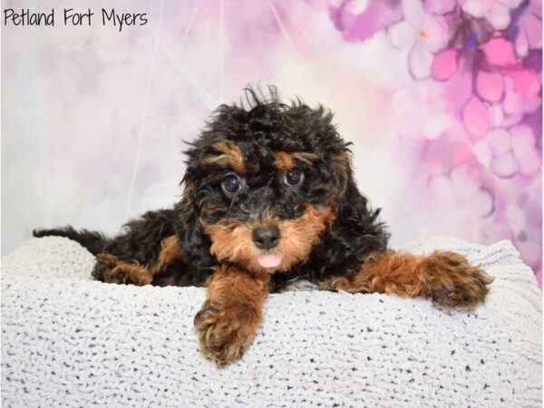 Cavachon-Poo DOG Female Black & Tan 20489 Petland Fort Myers, Florida