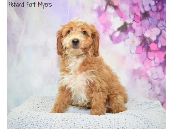 Cavachon (Cavalier/Bichon)-DOG-Male-Ruby/W/Markings-20488-Petland Fort Myers, Florida