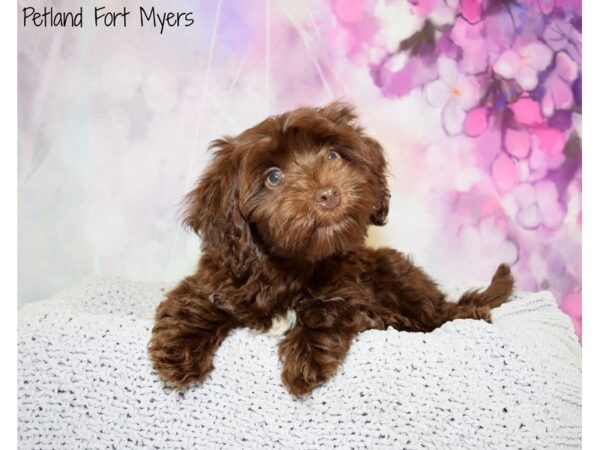 Poodle/Havanese DOG Female Chocolate & Tan 20486 Petland Fort Myers, Florida