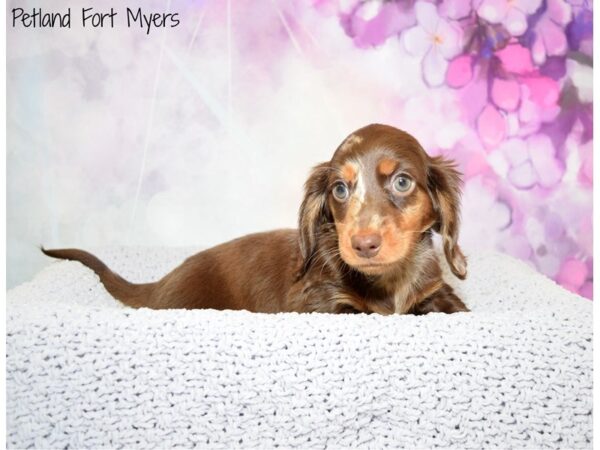 Dachshund DOG Female Chocolate & Tan 20485 Petland Fort Myers, Florida