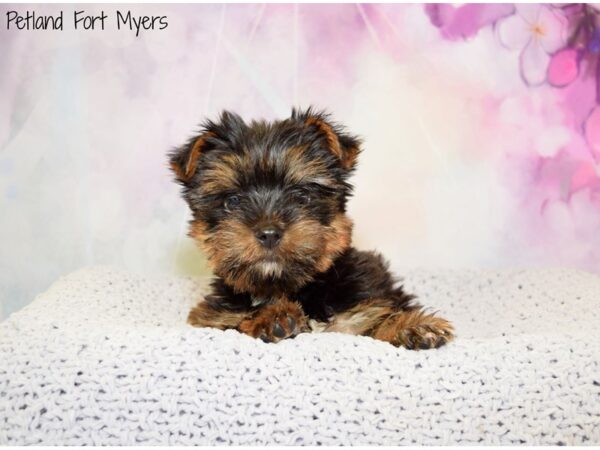 Yorkshire Terrier DOG Male Black & Tan 20483 Petland Fort Myers, Florida