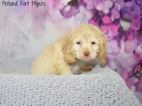 Cocker Spaniel DOG Male Buff 20521 Petland Fort Myers, Florida