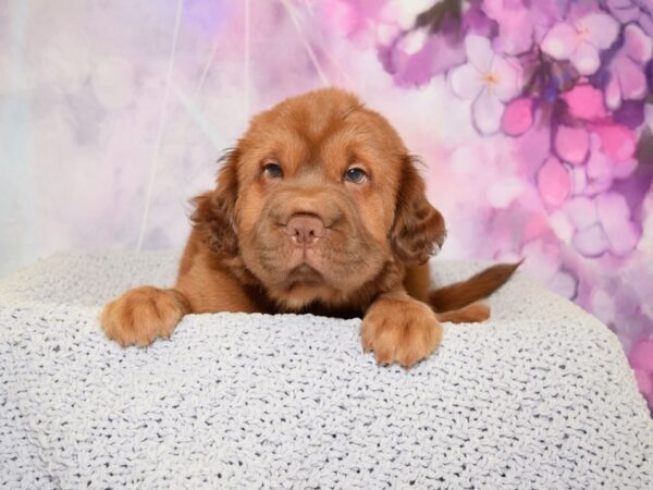 Mini Hippo-DOG-Female-Red-20518-Petland Fort Myers, Florida