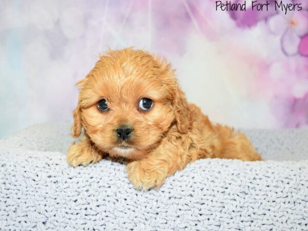 Cavachon (Cavalier/Bichon)-DOG-Female-Red-20517-Petland Fort Myers, Florida