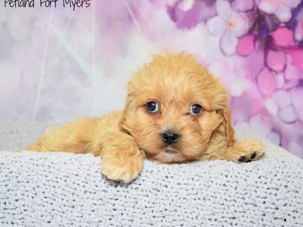 Cavachon (Cavalier/Bichon)-DOG-Male-Red-20516-Petland Fort Myers, Florida