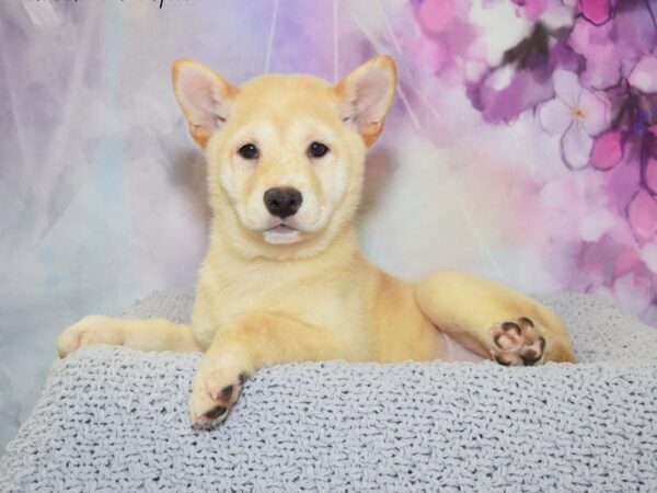 Shiba Inu DOG Female Cream 20515 Petland Fort Myers, Florida