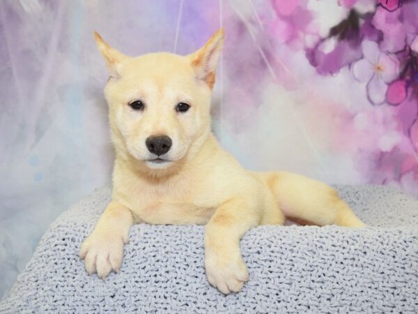 Shiba Inu DOG Female Cream 20514 Petland Fort Myers, Florida