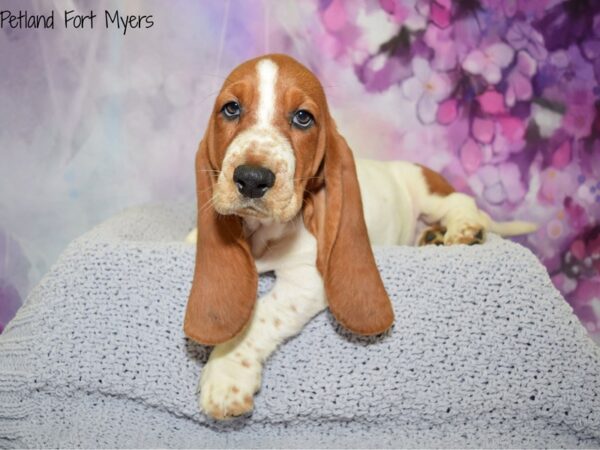 Basset Hound DOG Female Black White & Tan 20513 Petland Fort Myers, Florida