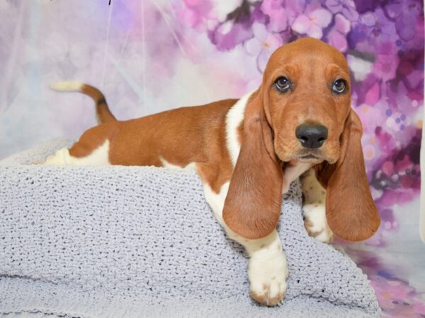 Basset Hound DOG Male Black White & Tan 20512 Petland Fort Myers, Florida