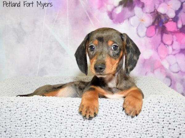 Dachshund DOG Male Black & Tan, Dapple 20505 Petland Fort Myers, Florida