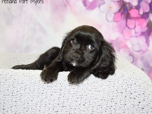 Cockalier (Cocker/Cavalier) DOG Female Black 20504 Petland Fort Myers, Florida