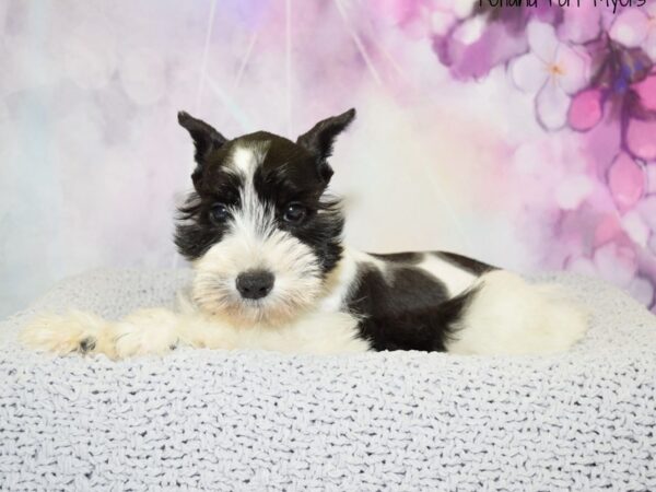 Miniature Schnauzer DOG Male White & Black, Parti 20503 Petland Fort Myers, Florida