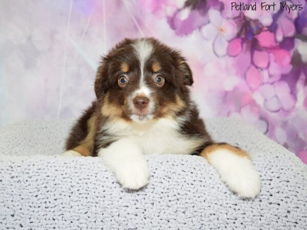 Australian Shepherd DOG Female Chocolate 20502 Petland Fort Myers, Florida