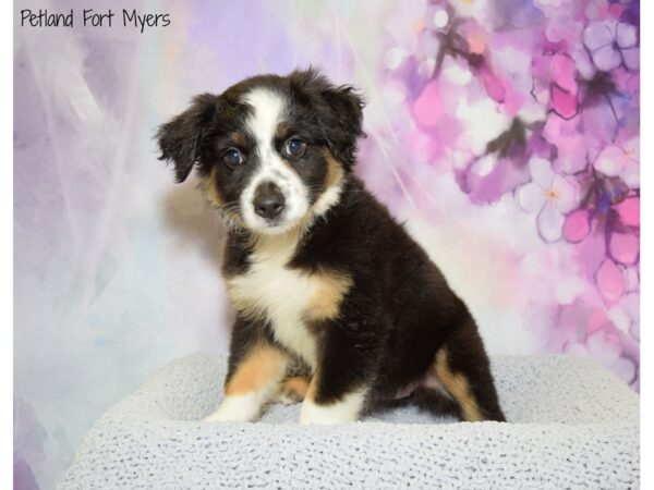 Miniature Australian Shepherd DOG Female Black Tri 20501 Petland Fort Myers, Florida